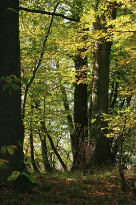 Hrobice-Tůň-16.10.2007
Podzim v lužním lese.
Schlüsselwörter: Hrobice Tůň slepé rameno lužní les Throscidae