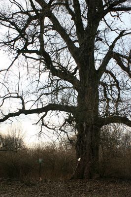 Hrobice-Tůň-5.2.2008
Památný strom. Obří topol na severním okraji Tůně.
Klíčová slova: Hrobice Tůň slepé rameno topol