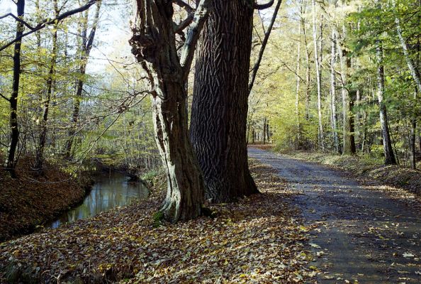 Týniště nad Orlicí, 23.10.2002
Bývalá týnišťská obora. Lesní asfaltka u vodního náhonu v blízkosti lesního rybníka Rozkoš.
Keywords: Týniště nad Orlicí obora