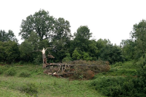 Volanov, 14.8.2009
Mohutný kmen lípy rozlomený vichrem v údolí západně od obce Volanov.
Keywords: Volanov