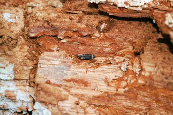 Žehuňská obora, 3.10.2002
Kovařík Lacon querceus přezimující v trouchnivém dřevě dubu.
Mots-clés: Žehuňská obora Kněžičky Lacon querceus