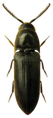 Eucnemis capucina (Coleoptera: Melasidae)
Tento dřevomil osidluje trouchnivé dřevo listnatých stromů. Faunistická mapa: http://www.elateridae.com/zobrbruk.php?id=4234
Klíčová slova: Opatovice topol Eucnemis capucina