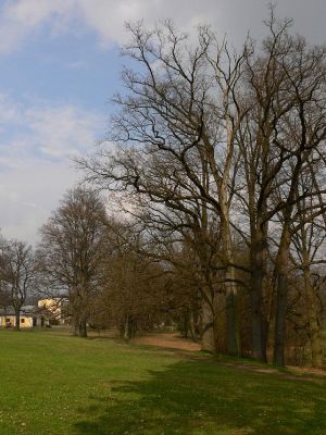 Žamberk - zámecký park 12.4.2008
Skupina starých dubů letních (Quercus robur).
Schlüsselwörter: Žamberk zámecký park dub letní Quercus robur