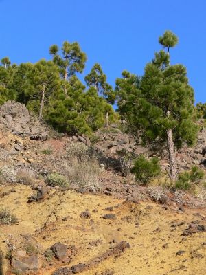 Parque Nacional del Teide 10.3.2008
Borovice kanárská - Pinus canariensis je endemit Kanárských ostrovů. Původní výskyt je na ostrovech Tenerife, Gran Canaria, La Palma, El Hierro. Na ostrově La Gomera je zřejmě nepůvodní. Roste ve výšce od 1 000 až do 2 000 m n. m.


Mots-clés: Kanárské ostrovy Tenerife Parque Nacional del Teide borovice kanárská