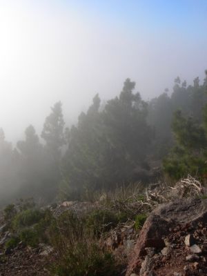Parque Nacional del Teide 10.3.2008
Průjezd mraky pasátové oblačnosti.
Klíčová slova: Kanárské ostrovy Tenerife Parque Nacional del Teide pasátová oblačnost