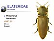 Pyrophorus noctilucus