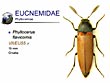 Phyllocerus flavicornis