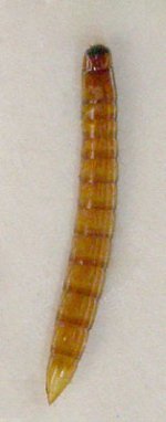 Ampedus erythrogonus