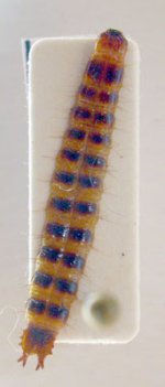 Anostirus gracilicollis