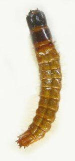 Danosoma fasciatum