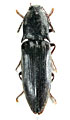 Actenicerus yulongshanensis