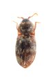 Adelocera dificilis