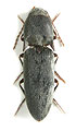 Aeoloides bicarinatus