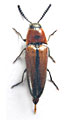 Agonischius cordiformis