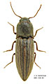 Agriotes lineatus