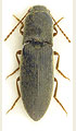 Agriotes rufipalpis