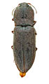 Agrypnus omanensis
