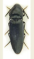 Ampedus nigerrimus