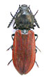 Anostirus haemapterus