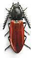 Anostirus haemapterus