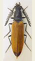 Anostirus sulphuripennis