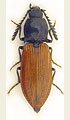 Anostirus turkestanicus