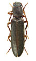 Athous escorialensis