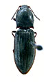 Calambus ussuriensis