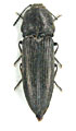Cidnopus pseudopilosus