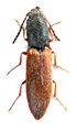 Corymbitodes jiuzhaigonensis