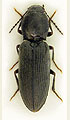 Dicronychus equisetioides