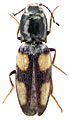 Dicronychus quadrimaculatus