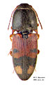 Drasterius bimaculatus