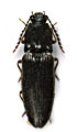 Hemicrepidius agajewi