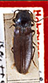 Hemicrepidius nigritulus