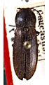 Hemicrepidius perniger