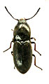 Hypnoidus narynensis
