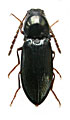 Hypoganomorphus laevicollis