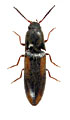 Idolus picipennis