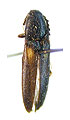 Ischnodes sibiricus