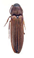 Isorhipis nigriceps