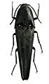 Leptinostethus conicipennis