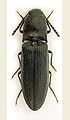 Limoniscus elegans