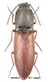 Liotrichus ferrugineipennis