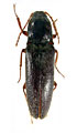 Melanotus badchysicus