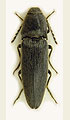 Melanotus brunnipes