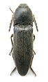 Melanotus cinerascens
