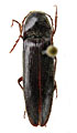 Melanotus hissaricus