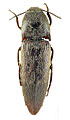 Melanotus kangwonensis