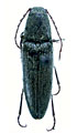 Melanotus longus
